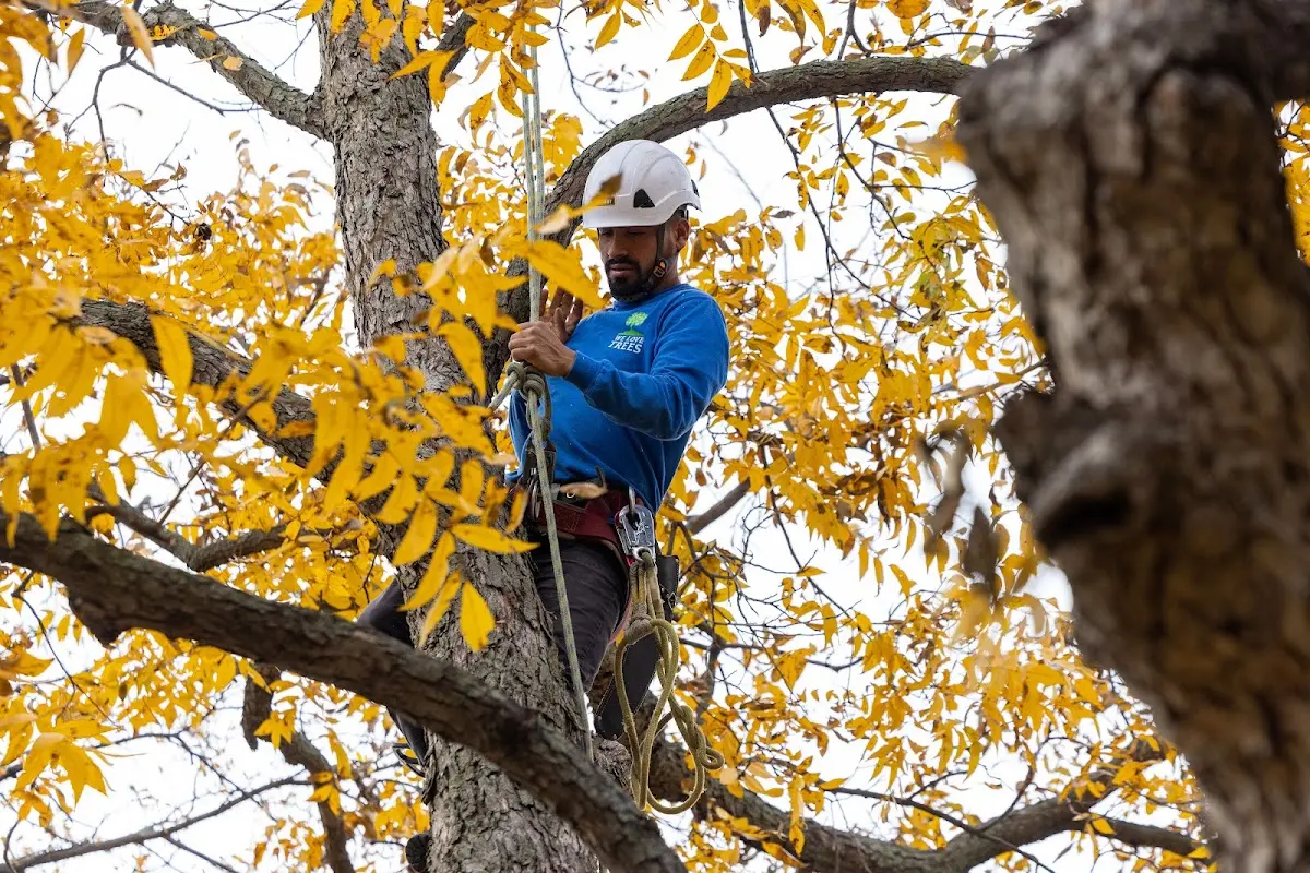 Skilled Tree Trimming crew working in Richmond